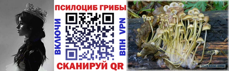 Псилоцибиновые грибы Psilocybine cubensis  Чехов 